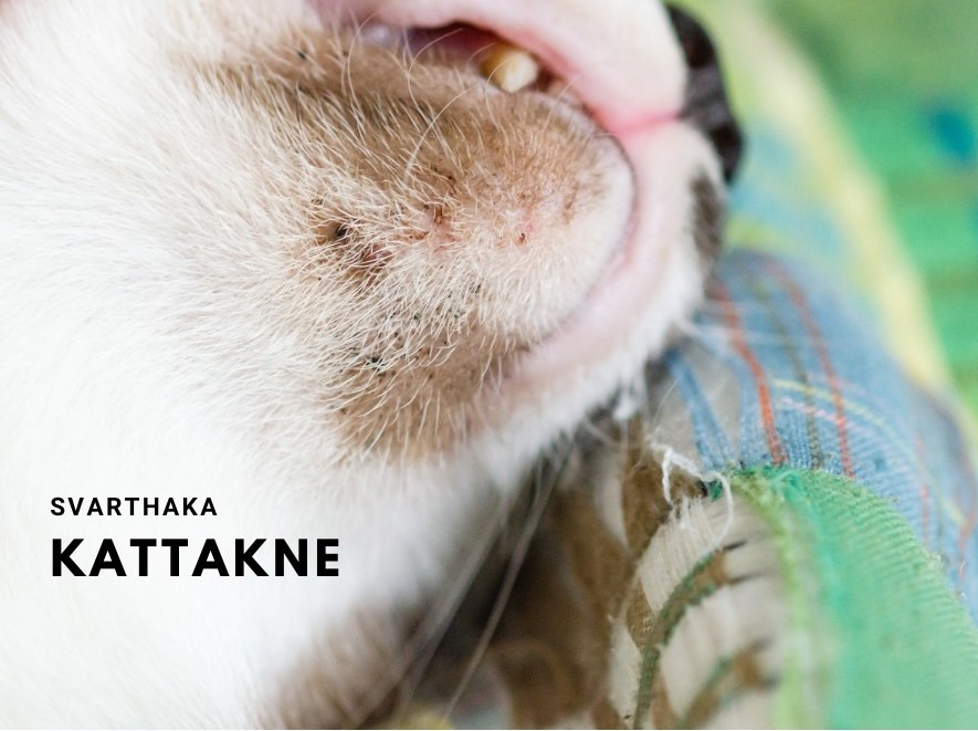 Kattakne, svarthaka, prickar på kattens haka